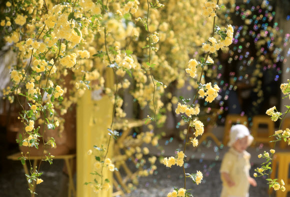 21일 오전 제주시 이도일동의 한 카페 마당에 목향장미가 활짝 피어 방문객들을 설레게 하고 있다. 2026.4.21  연합뉴스