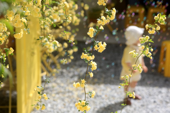 21일 오전 제주시 이도일동의 한 카페 마당에 목향장미가 활짝 피어 방문객들을 설레게 하고 있다. 2026.4.21  연합뉴스