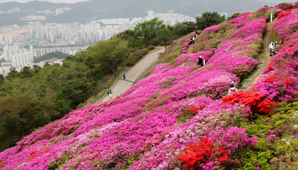 부산 백양산 철쭉 보러오세요.