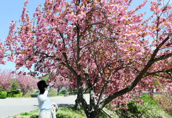 22일 강원 속초시 노학동 속초종합운동장 인근에 화사하게 핀 겹벚꽃을 한 시민이 바라보고 있다. 2026.4.22  속초시 제공