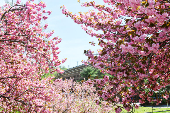 22일 강원 속초시 노학동 속초종합운동장 인근에 겹벚꽃이 화사하게 펴 있다. 2026.4.22. 속초시 제공