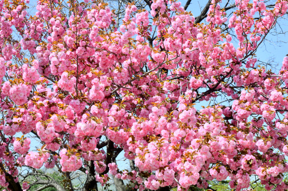 22일 강원 속초시 노학동 속초종합운동장 인근에 겹벚꽃이 화사하게 펴 있다. 2026.4.22. 속초시 제공