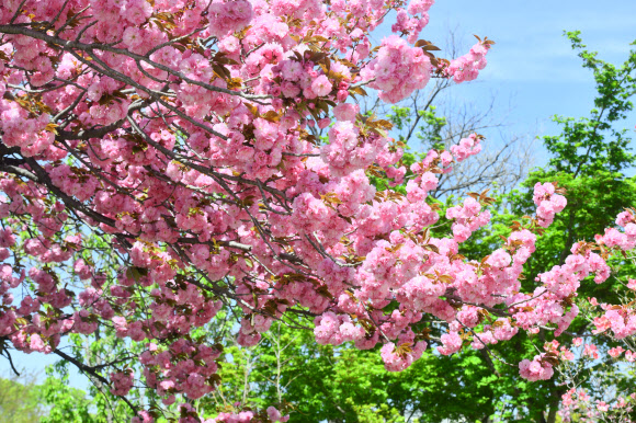 22일 강원 속초시 노학동 속초종합운동장 인근에 겹벚꽃이 화사하게 펴 있다. 2026.4.22. 속초시 제공