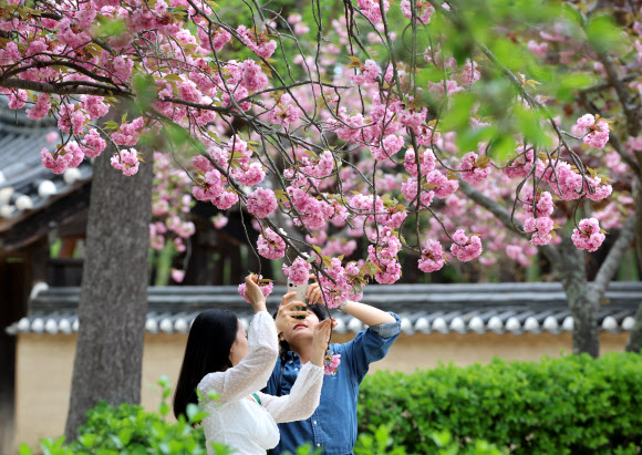 22일 강원 강릉시 허균허난설헌기념공원 주변에 분홍빛 겹벚꽃이 활짝 펴 시민과 관광객의 발길을 사로잡고 있다. 2026.4.22 연합뉴스