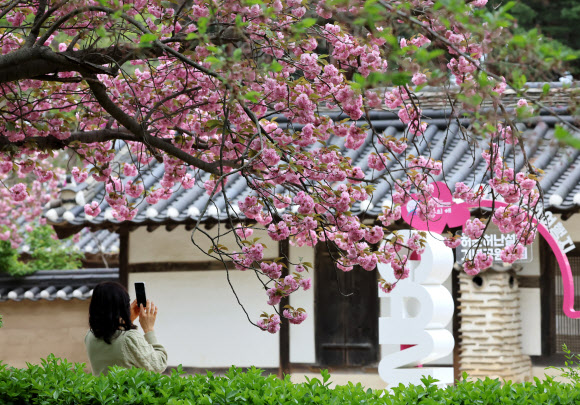 22일 강원 강릉시 허균허난설헌기념공원 주변에 분홍빛 겹벚꽃이 활짝 펴 시민과 관광객의 발길을 사로잡고 있다. 2026.4.22 연합뉴스