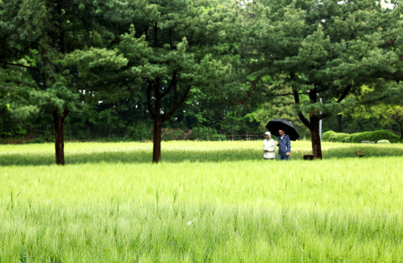 봄비가 내린 3일 경기도 수원시 권선구 탑동시민농장 청보리밭에서 시민들이 산책하고 있다. 2026.5.3 연합뉴스
