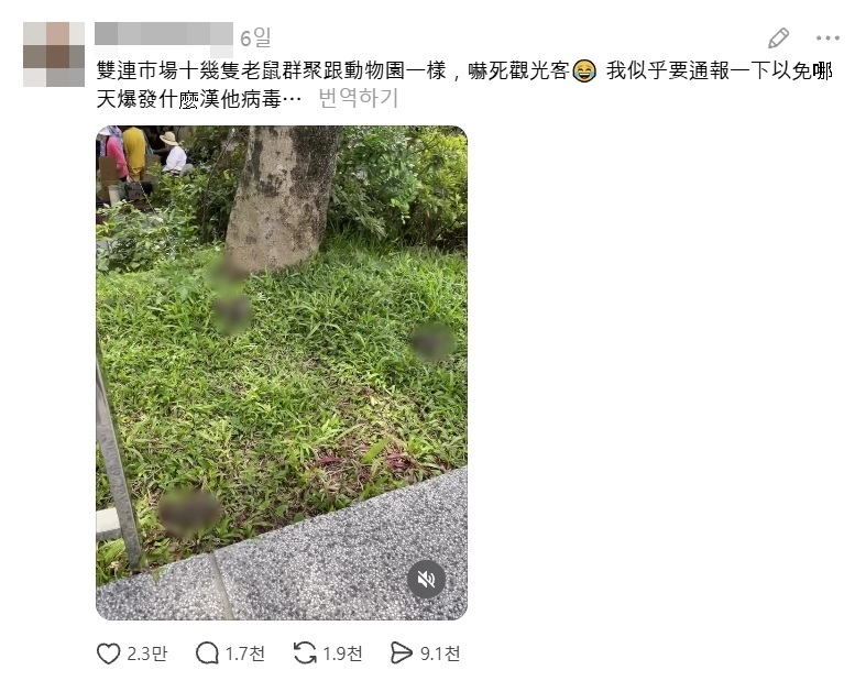 소셜미디어(SNS) 스레드에 한 대만 네티즌이 “타이베이 솽리엔시장 근처에서 쥐떼를 봤다”며 올린 영상이 2만건이 넘는 ‘좋아요’를 받으며 파장을 일으켰다. 자료 : 스레드
