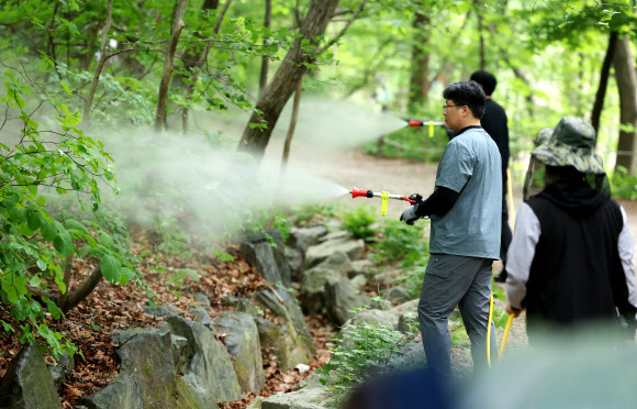 서울시와 노원구, 삼육대학교 관계자들이 7일 서울 노원구 불암산 일대에서 붉은등우단털파리(러브버그) 방제를 위한 유충구제제를 살포한 뒤 물을 뿌리고 있다. 2026.5.7 연합뉴스