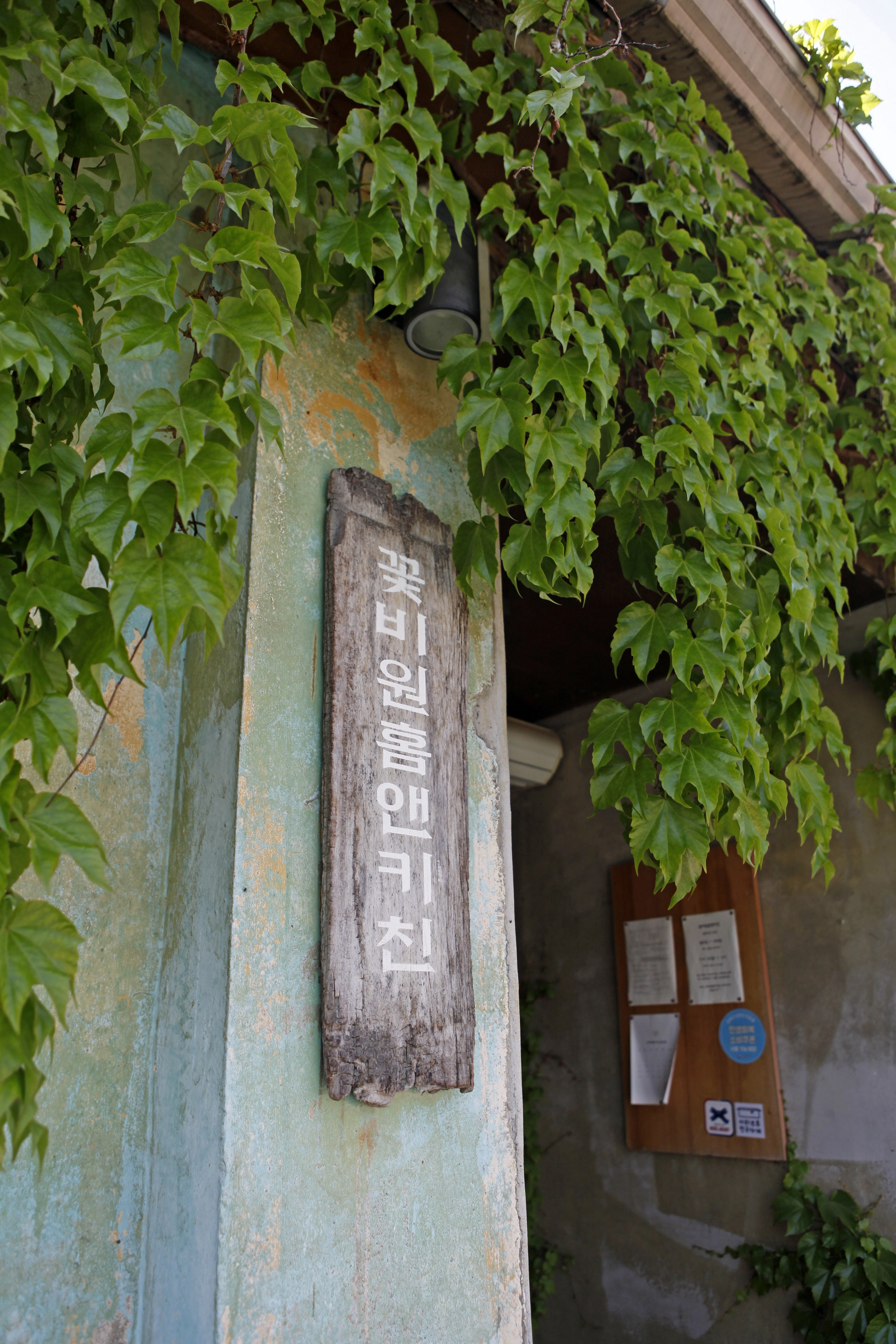 꽃비원 입구와 외벽에 무성하게 자란 담쟁이넝쿨과 유목(流木)으로 만든 간판.