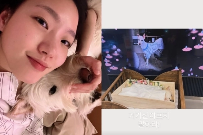 배우 김고은의 반려견 ‘월이’가 무지개다리를 건넜다. 김고은 인스타그램 캡처