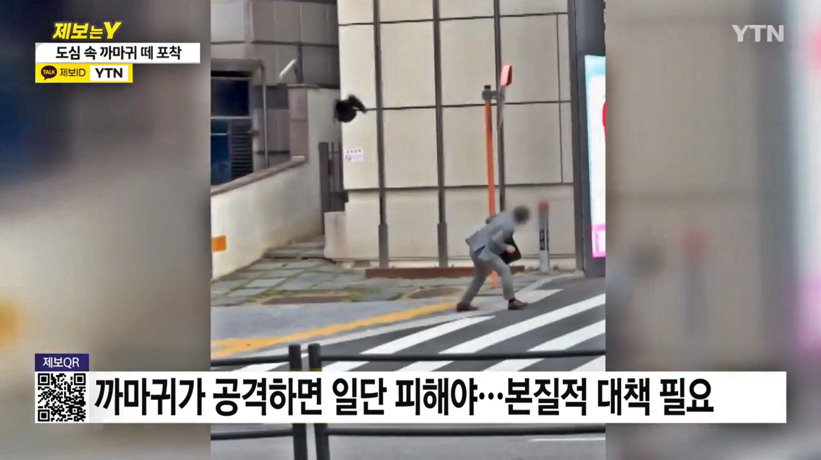 2024년 5월 서울 강남구 역삼동에서 행인을 공격하는 까마귀 모습. YTN 보도 화면