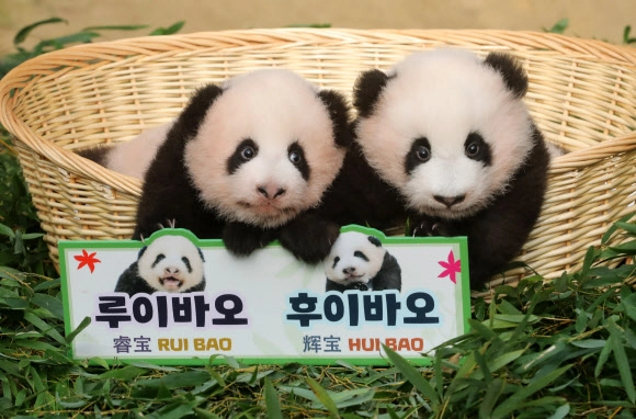 경기 용인에버랜드 동물원 판다랜드에서 국내 첫 쌍둥이 아기 판다 ‘루이바오’와 ‘후이바오’가 공개되고 있다. 2023.10.12 연합뉴스
