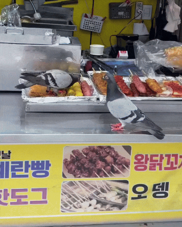 길거리 음식 판매대 위를 돌아다니며 판매용 음식을 쪼아 먹는 비둘기들의 모습이 담긴 영상이 공개돼 위생 논란이 일고 있다. 2026.6.5 스레드