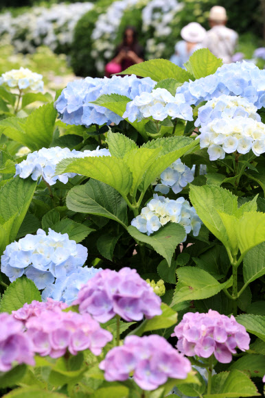 9일 제주 서귀포시 남원읍 휴애리 자연생활공원을 찾은 입장객이 노지 수국이 활짝 핀 올레길에서 사진을 찍고 있다. 2026.6.9 연합뉴스