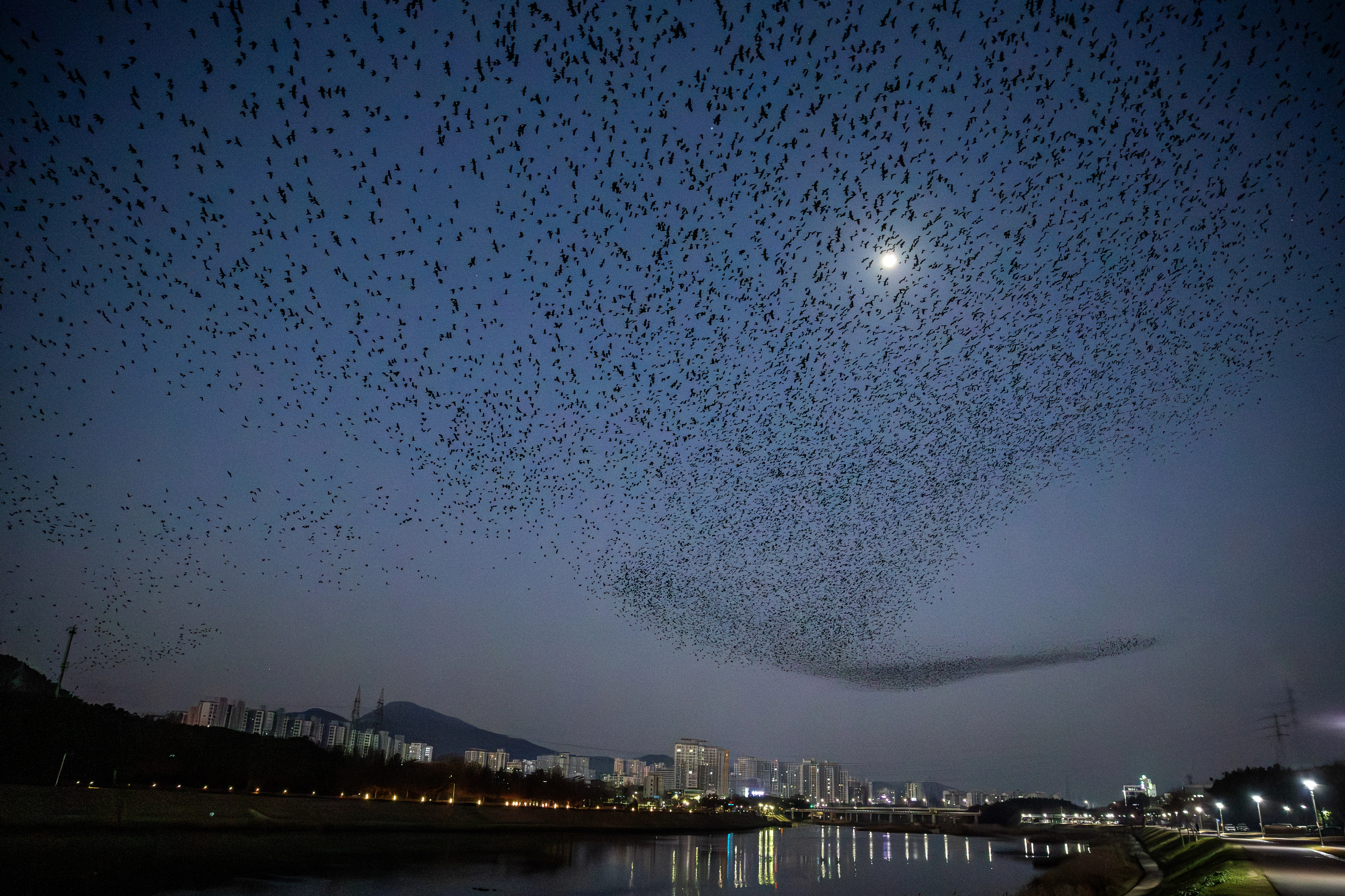 울산을 찾은 떼까마귀 수만 마리가 태화강을 배경으로 화려한 군무를 펼치고 있다. 
울산시 제공