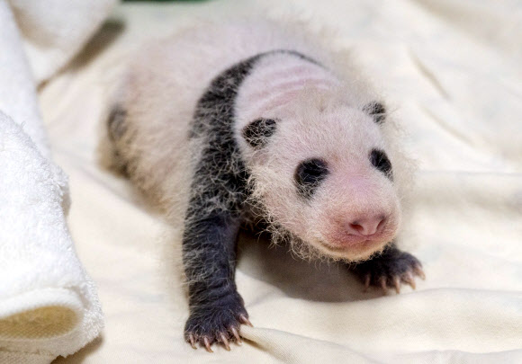 에버랜드, 생후 3주 ‘막둥이’ 아기 판다 사진 공개