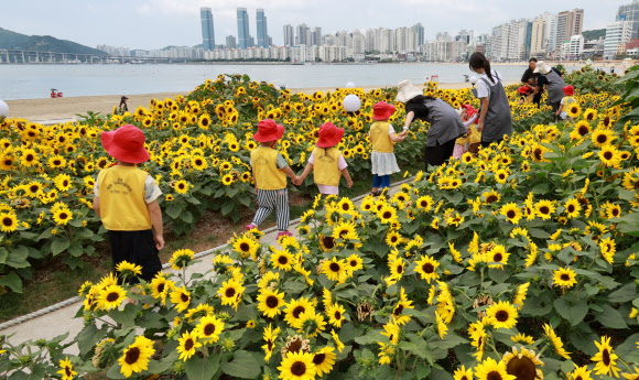 내달 1일 개장을 앞두고 29일 부산 수영구 광안리해수욕장 옆 민락해변공원 광장에 해바라기가 활짝 펴 방문객들의 눈길을 사로잡고 있다. 2026.6.29  연합뉴스