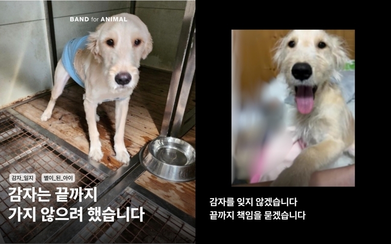 키우던 개를 유기견으로 위장해 안락사까지, 우리가 외면해온 반려동물 유기의 참혹한 진실