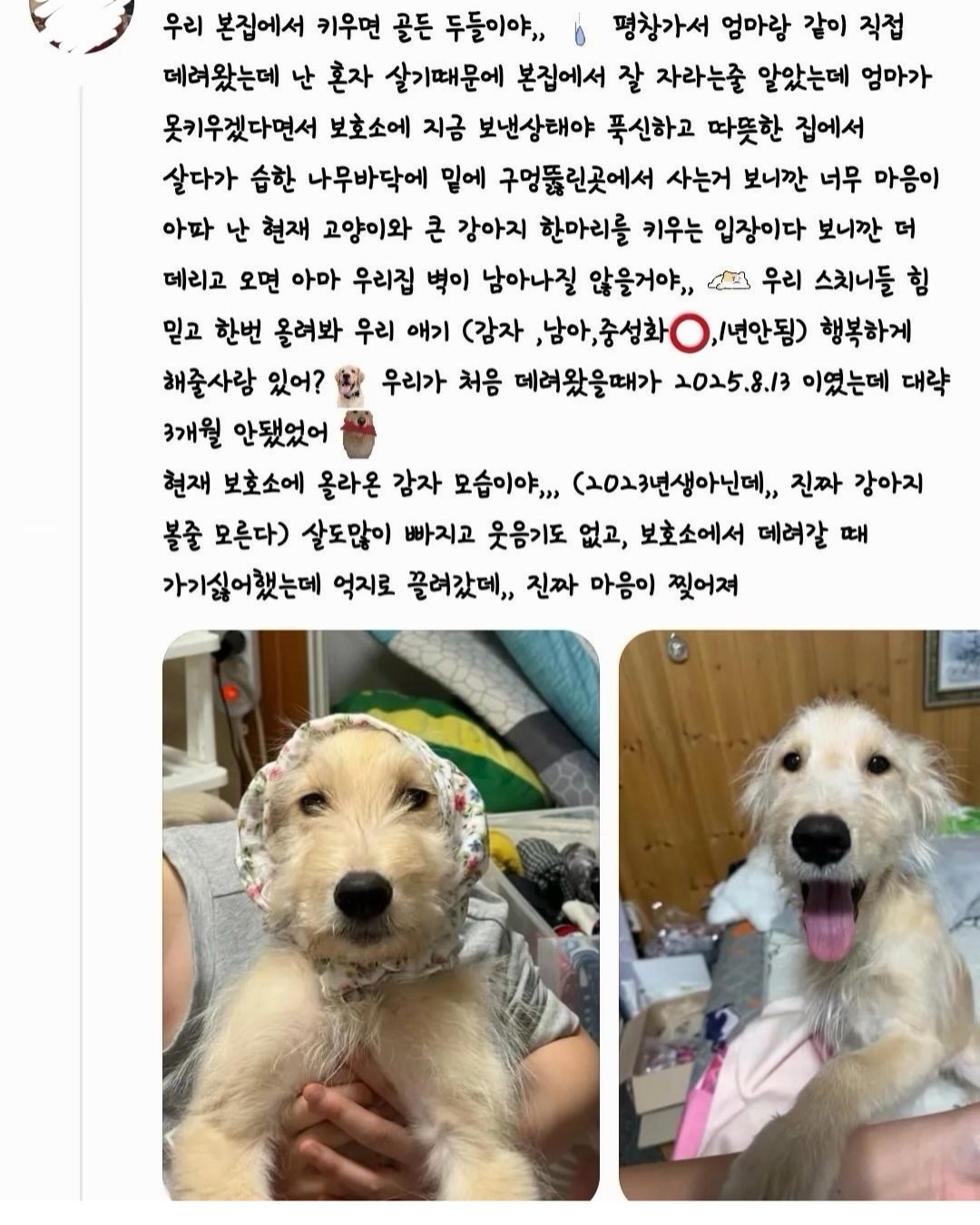 견주가 유기견인 것처럼 접수해 시 보호소에서 안락사된 골든두들 ‘감자’. 온라인 커뮤니티 캡처