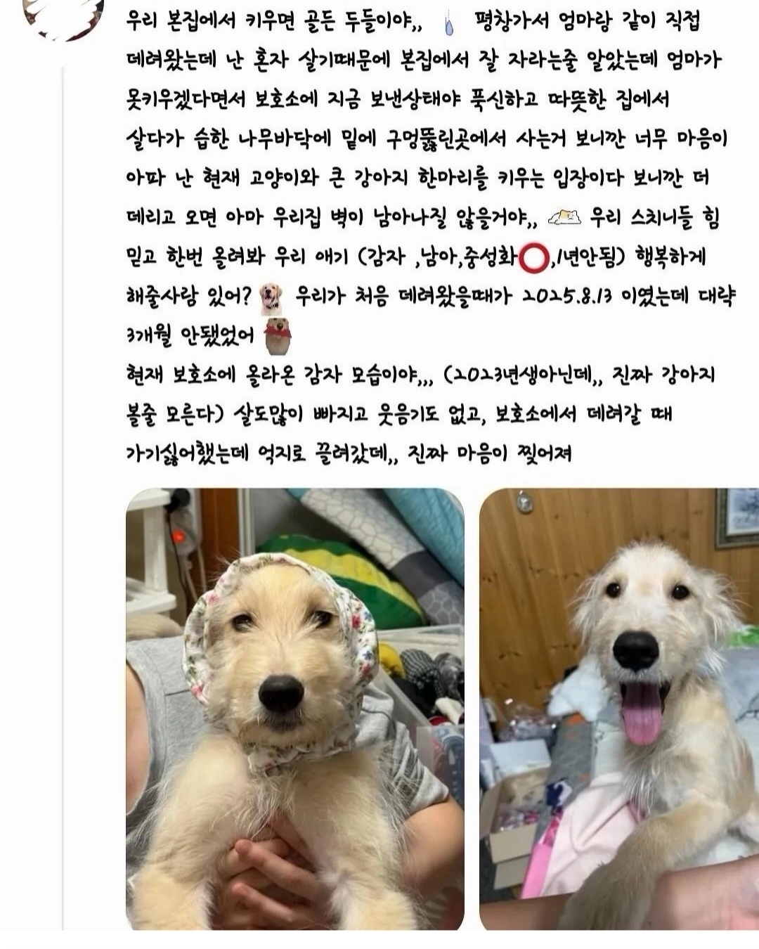 견주가 유기견인 것처럼 접수해 시 보호소에서 안락사된 골든두들 ‘감자’. 온라인 커뮤니티 캡처