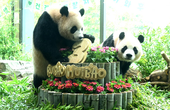 7일 경기도 용인시 에버랜드에서 세 살 생일을 맞은 쌍둥이 판다 루이바오와 후이바오가 사육사들이 준비한 대나무 케이크를 바라보고 있다. 2026.7.7 [공동취재] 연합뉴스