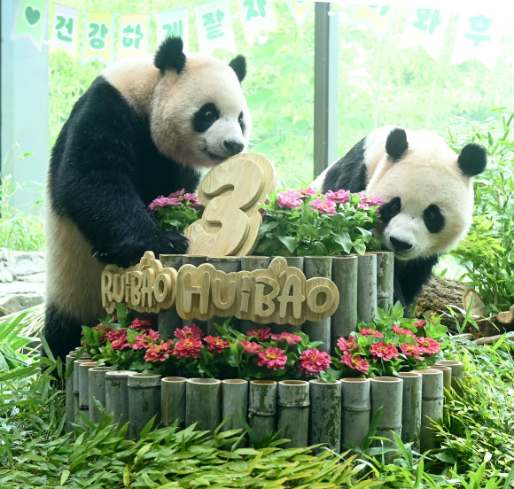 7일 경기도 용인시 에버랜드에서 세 살 생일을 맞은 쌍둥이 판다 루이바오와 후이바오가 사육사들이 준비한 대나무 케이크를 바라보고 있다. 2026.7.7 [공동취재] 연합뉴스