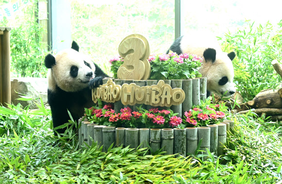 7일 경기도 용인시 에버랜드에서 세 살 생일을 맞은 쌍둥이 판다 루이바오와 후이바오가 사육사들이 준비한 대나무 케이크를 바라보고 있다. 2026.7.7 [공동취재] 연합뉴스