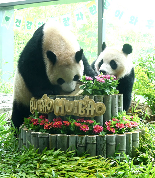 7일 경기도 용인시 에버랜드에서 세 살 생일을 맞은 쌍둥이 판다 루이바오와 후이바오가 사육사들이 준비한 대나무 케이크를 바라보고 있다. 2026.7.7 [공동취재] 연합뉴스