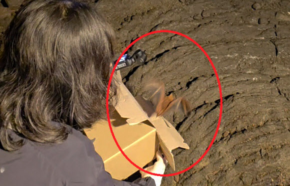 제주 만장굴 붉은박쥐 구조 후 방생
