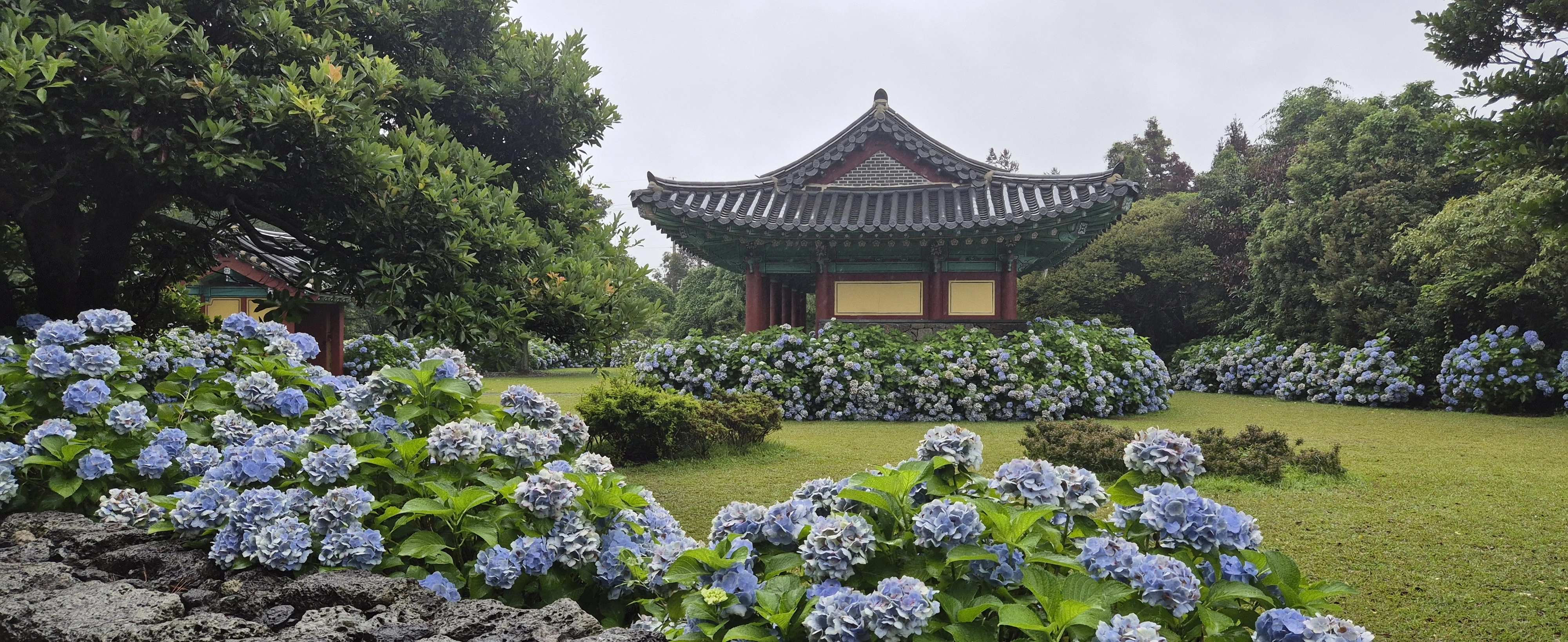 혼인지에 만발한 수국.