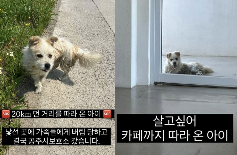 국토대장정을 하는 사람들을 따라 20㎞ 거리를 따라간 유기견 ‘공주’. 유기견 입양 홍보 계정인 럭키러버(@lucky.lover_s2) 인스타그램 캡처.