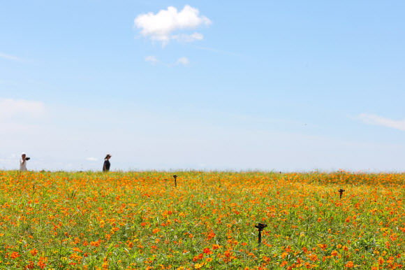 28일 제주 서귀포시 안덕면 신화월드를 찾은 관광객이 황화코스모스가 활짝 핀 정원을 산책하고 있다. 2026.7.28  연합뉴스