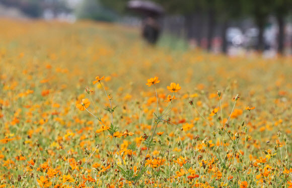 입추를 이틀 앞두고 폭염특보가 이어진 5일 부산 사상구 삼락생태공원에 황화 코스모스가 개화를 시작해 무더위 속 가을의 시작을 알리고 있다. 2026.8.5 연합뉴스