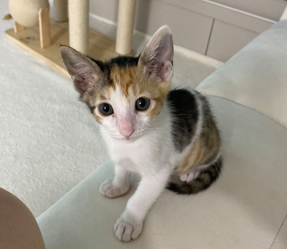 [www.seoul.co.kr] [속보] 김해 빌라 5층서 새끼고양이 4마리 창밖으로 던진 외국인 입건