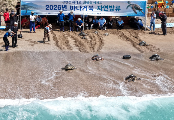 27일 제주 서귀포시 중문색달해변에서 열린 ‘바다거북 자연방류’ 행사에서 황종우 해수부 장관 등이 구조?치료되거나 인공부화된 바다거북을 방류하고 있다. 2026.8.27 연합뉴스