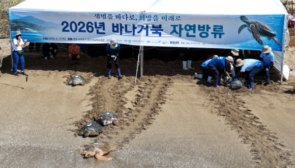 27일 제주 서귀포시 중문색달해변에서 열린 ‘바다거북 자연방류’ 행사에서 황종우 해수부 장관 등이 구조?치료되거나 인공부화된 바다거북을 방류하고 있다. 2026.8.27 연합뉴스