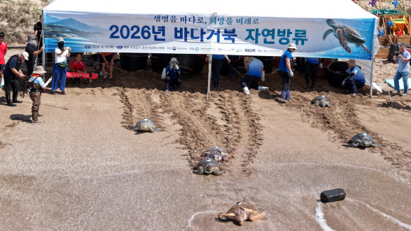27일 제주 서귀포시 중문색달해변에서 열린 ‘바다거북 자연방류’ 행사에서 황종우 해수부 장관 등이 구조?치료되거나 인공부화된 바다거북을 방류하고 있다. 2026.8.27 연합뉴스