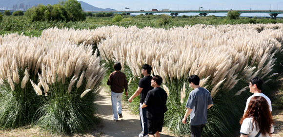 10일 부산 강서구 대저생태공원에 가을을 알리는 팜파스그라스가 꽃을 활짝 피워 장관을 이루고 있다.  남미 초원 지역이 원산지인 팜파스그라스는 토종 억새보다 훨씬 큰 관상용 풀로, 최대 폭 2.4m, 높이 1.8~3m에 달하며 풍성한 꽃차례가 이국적인 가을 풍경을 연출한다. 2026.9.10 연합뉴스