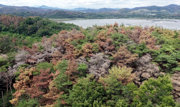 Photo: seoul.co.kr Pine Wilt Disease Devastates South Korean Forests, Sparking Urgent Calls for Aid