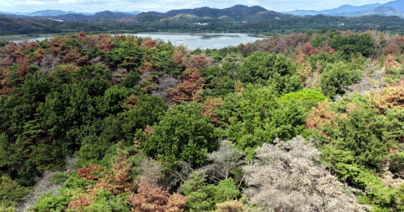 10일 오후 경남 창녕군 우포늪 인근 야산 곳곳에 소나무재선충병 피해로 추정되는 붉은빛과 회갈색 고사목들이 방치돼 있다. 2026.9.10 연합뉴스