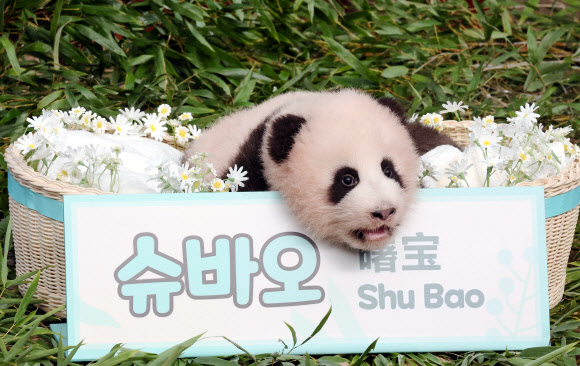세상에 공개된 아기 판다