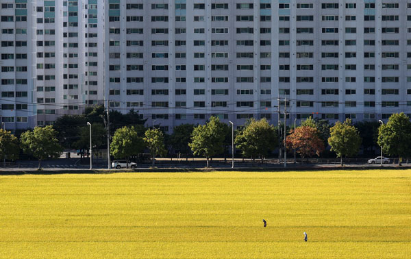 21일 대구 북구 학정동 들녘에서 농민들이 익어가는 벼를 살펴보고 있다. 2026.09.21.  뉴시스