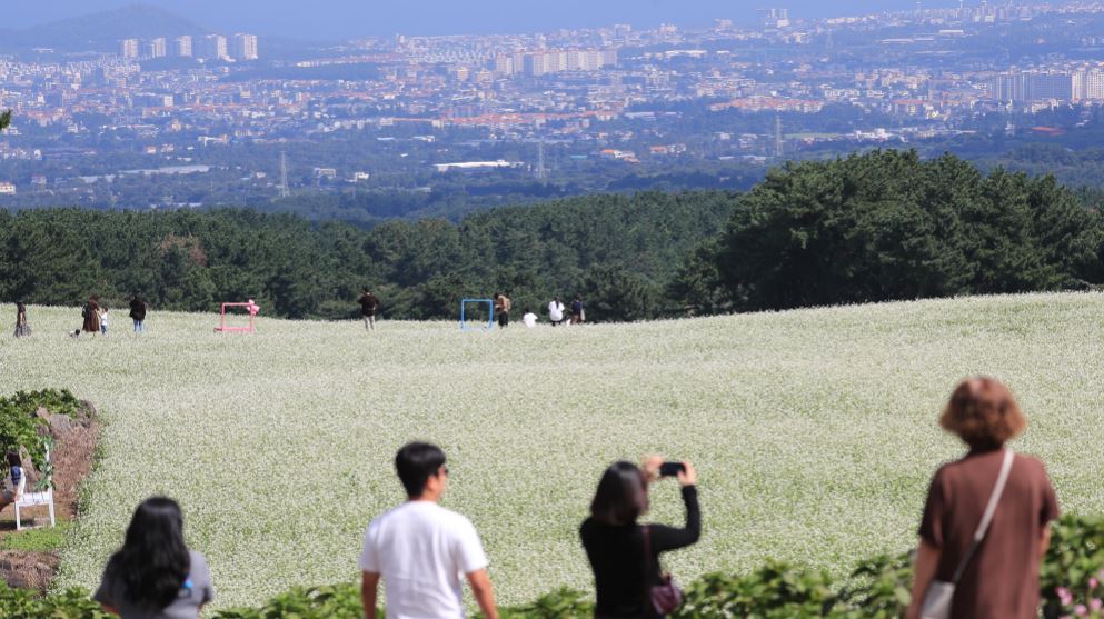 제주 중산간에 메밀꽃 활짝