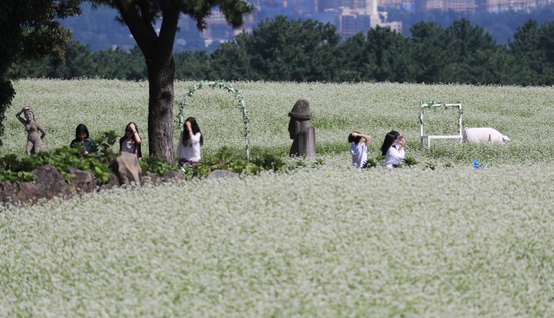 메밀꽃 활짝 피어난 제주 중산간