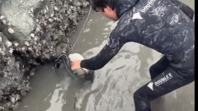 전남 여수에서 조업을 마치고 돌아오던 어민이 통발 안에 갇혀 물에 잠길 위기에 처한 고양이를 구조한 사연이 전해졌다. 인스타그램(@yeosu_haruho) 갈무리
