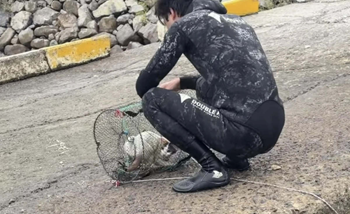 전남 여수에서 조업을 마치고 돌아오던 어민이 통발 안에 갇혀 물에 잠길 위기에 처한 고양이를 구조한 사연이 전해졌다. 인스타그램(@yeosu_haruho) 캡처