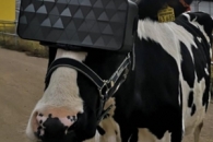 “우유 생산량 증가” 소에게 VR 씌우는 농부들