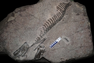 한반도에서 최초 발견된 공룡화석 천연기념물 됐다
