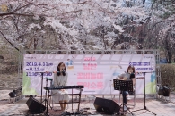 왕벚나무 아래서 꽃비 콘서트…파도치는 봄꽃과 힐링 데이트
