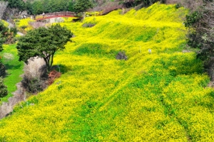 서귀포 엉덩물 계곡의 봄